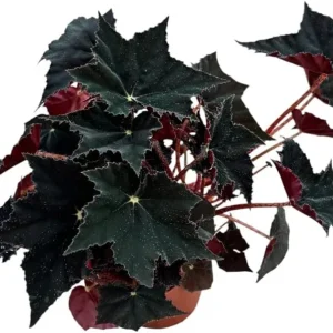 Black Velvet Begonia Live Plant - Fuzzy Leaf Houseplant in 4-inch Pot - Image 5