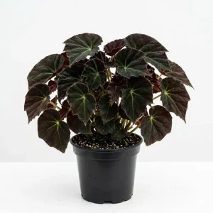 Black Velvet Begonia Live Plant - Fuzzy Leaf Houseplant in 4-inch Pot - Image 1