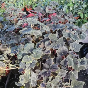 Black Velvet Begonia Live Plant - Fuzzy Leaf Indoor Houseplant, 4 Inch Pot - Image 2