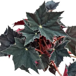 Black Velvet Begonia Live Plant - Fuzzy Leaf Indoor Houseplant, 4 Inch Pot - Image 4