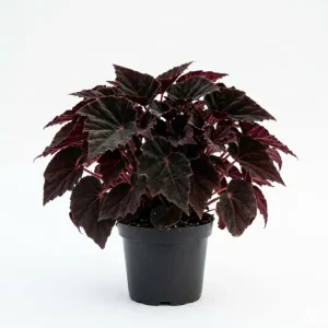 Black Velvet Begonia Live Plant - Fuzzy Leaf Indoor Houseplant, 4 Inch Pot - Image 1