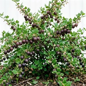 Black Velvet Gooseberry Live Plant - Sweet-Tart Fruiting Shrub, 6-12" Tall, Cold Hardy Outdoor - Image 1