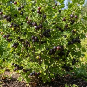 Black Velvet Gooseberry Live Plant - Sweet-Tart Fruiting Shrub, 6-12" Tall, Cold Hardy Outdoor - Image 2
