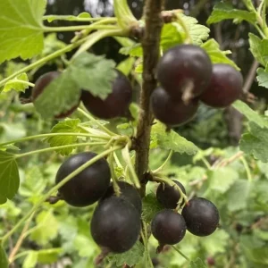 Black Velvet Gooseberry Live Plant - Sweet-Tart Fruiting Shrub, 6-12