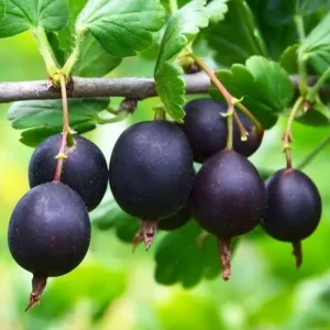 Black Velvet Gooseberry Live Plant - Sweet-Tart Fruiting Shrub, 6-12