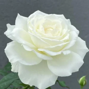 Blanche Neige Rose Live Plant - Creamy White, Strong Fragrance, 90 cm Tall - Image 2
