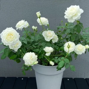 Blanche Neige Rose Live Plant - Creamy White, Strong Fragrance, 90 cm Tall - Image 3