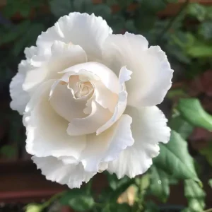 Blanche Neige Rose Live Plant - Creamy White, Strong Fragrance, 90 cm Tall - Image 4