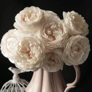 Blanche Neige Rose Live Plant - Creamy White, Strong Fragrance, 90 cm Tall - Image 5