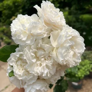 Blanche Neige Rose Live Plant - Creamy White, Strong Fragrance, 90 cm Tall - Image 6
