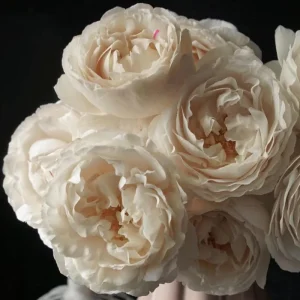 Blanche Neige Rose Live Plant - Creamy White, Strong Fragrance, 90 cm Tall - Image 1
