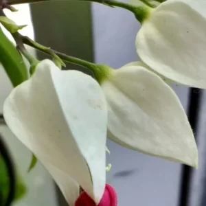 Bleeding Heart Vine Live Plant – Clerodendrum Thomsoniae – Red & White Blooms – Indoor & Outdoor - Image 10