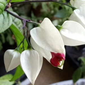 Bleeding Heart Vine Live Plant – Clerodendrum Thomsoniae – Red & White Blooms – Indoor & Outdoor - Image 11