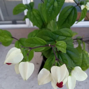 Bleeding Heart Vine Live Plant – Clerodendrum Thomsoniae – Red & White Blooms – Indoor & Outdoor - Image 12