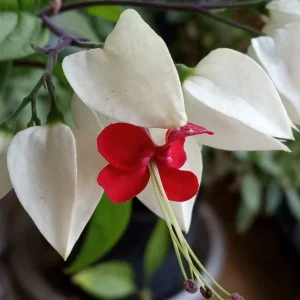 Bleeding Heart Vine Live Plant – Clerodendrum Thomsoniae – Red & White Blooms – Indoor & Outdoor - Image 2
