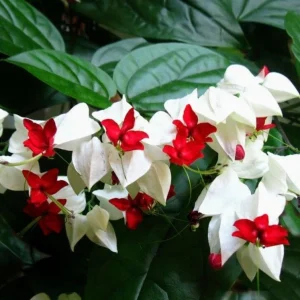 Bleeding Heart Vine Live Plant – Clerodendrum Thomsoniae – Red & White Blooms – Indoor & Outdoor - Image 3