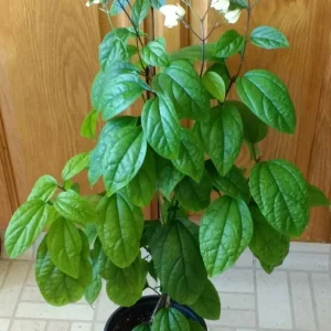 Bleeding Heart Vine Live Plant – Clerodendrum Thomsoniae – Red & White Blooms – Indoor & Outdoor - Image 6
