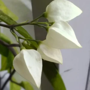 Bleeding Heart Vine Live Plant – Clerodendrum Thomsoniae – Red & White Blooms – Indoor & Outdoor - Image 7