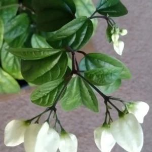 Bleeding Heart Vine Live Plant – Clerodendrum Thomsoniae – Red & White Blooms – Indoor & Outdoor - Image 8