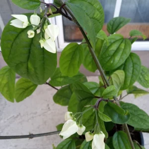 Bleeding Heart Vine Live Plant – Clerodendrum Thomsoniae – Red & White Blooms – Indoor & Outdoor - Image 9