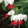 Bleeding Heart Vine Live Plant – Clerodendrum Thomsoniae – Red & White Blooms – Indoor & Outdoor - Image 1