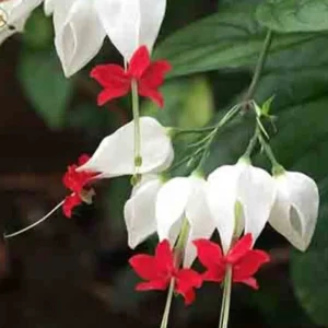 Bleeding Heart Vine Live Plant – Clerodendrum Thomsoniae – Red & White Blooms – Indoor & Outdoor - Image 1
