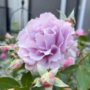 Blue Vague Rose Live Plant - Light Purple Double Flowers, 120 cm Tall, Multi-Season Bloom - Image 3