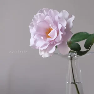 Blue Vague Rose Live Plant - Light Purple Double Flowers, 120 cm Tall, Multi-Season Bloom - Image 4