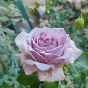 Blue Vague Rose Live Plant - Light Purple Double Flowers, 120 cm Tall, Multi-Season Bloom - Image 5