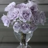 Blue Vague Rose Live Plant - Light Purple Double Flowers, 120 cm Tall, Multi-Season Bloom - Image 1