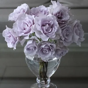 Blue Vague Rose Live Plant - Light Purple Double Flowers, 120 cm Tall, Multi-Season Bloom - Image 1