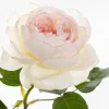 Bolero Rose Live Plant - Fragrant Floribunda Rose - White Flowers - 1.5 Gallon Pot - Image 1