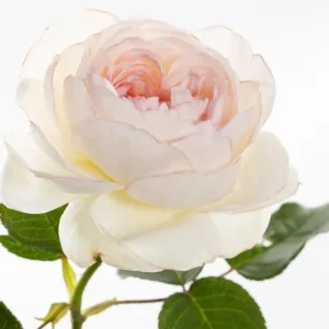 Bolero Rose Live Plant - Fragrant Floribunda Rose - White Flowers - 1.5 Gallon Pot - Image 1