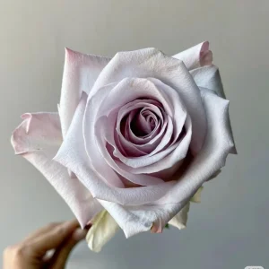 Bounty Way Rose Live Plant - Light Purple, Repeat Bloomer, 10-12 cm Flowers - Image 3
