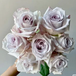Bounty Way Rose Live Plant - Light Purple, Repeat Bloomer, 10-12 cm Flowers - Image 1