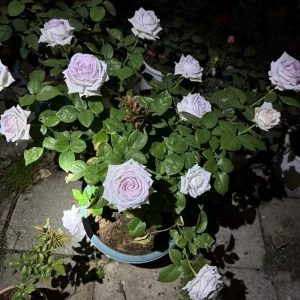 Bounty Way Rose Live Plant - Light Purple, Repeat Bloomer, 10-12 cm Flowers - Image 4