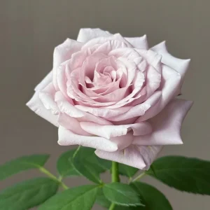 Bounty Way Rose Live Plant - Light Purple, Repeat Bloomer, 10-12 cm Flowers - Image 5