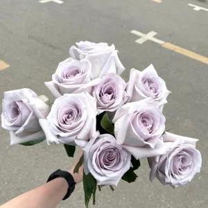 Bounty Way Rose Live Plant - Light Purple, Repeat Bloomer, 10-12 cm Flowers - Image 6