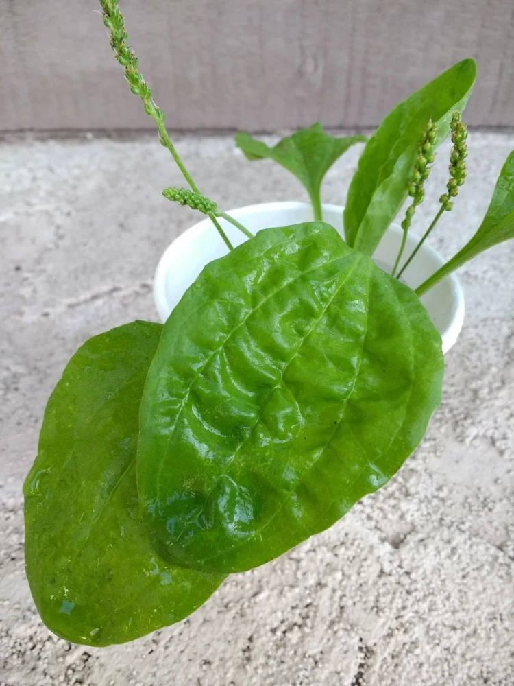 Broadleaf Plantain Live Plant - Plantago asiatica - 1 Rooted Plant for Outdoor Gardens - Image 2