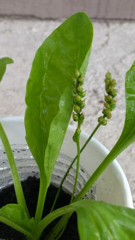 Broadleaf Plantain Live Plant - Plantago asiatica - 1 Rooted Plant for Outdoor Gardens - Image 3