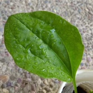 Broadleaf Plantain Live Plant - Plantago asiatica - 1 Rooted Plant for Outdoor Gardens - Image 4