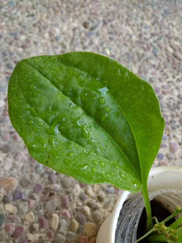 Broadleaf Plantain Live Plant - Plantago asiatica - 1 Rooted Plant for Outdoor Gardens - Image 4