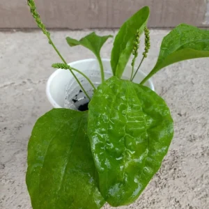Broadleaf Plantain Live Plant - Plantago asiatica - 1 Rooted Plant for Outdoor Gardens - Image 1
