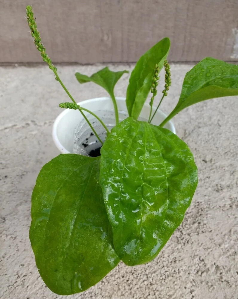 Broadleaf Plantain Live Plant - Plantago asiatica - 1 Rooted Plant for Outdoor Gardens - Image 1