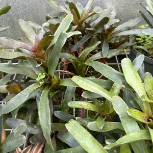 Bromeliad Live Plant – Exotic Indoor Houseplant – Random Variety - Image 2