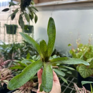 Bromeliad Live Plant – Exotic Indoor Houseplant – Random Variety - Image 3