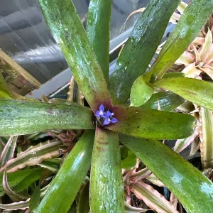 Bromeliad Live Plant – Exotic Indoor Houseplant – Random Variety - Image 5