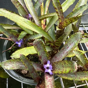 Bromeliad Live Plant – Exotic Indoor Houseplant – Random Variety - Image 6