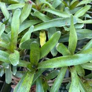 Bromeliad Live Plant – Exotic Indoor Houseplant – Random Variety - Image 1