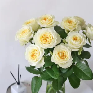 Butter Cup Rose Live Plant – Creamy Yellow Double Flowers – Multi-Season Blooming – 100-120 cm Tall - Image 2